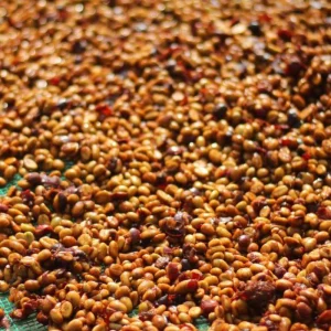 Robusta Honey