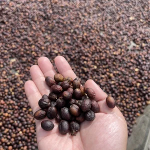 Robusta Natural
